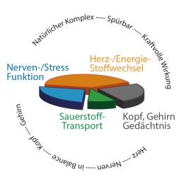 BJH Gehirn plus Herz Aktivum - mit Ginkgo und Weidorn fr Energie - im Fokus als Nahrungsergnzung